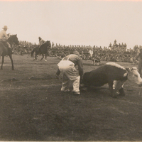 Paniolo / cowboys roping cows